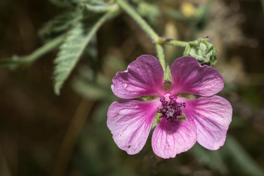 Althaea cannabina / Altea canapina